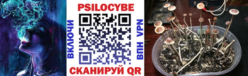 Купить  Зуевка  Галлюциногенные грибы MAGIC MUSHROOMS 